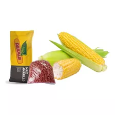 1 Kg Semilla De Maíz Elote Amarillo Dulce Dk7500 A Granel