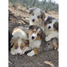 Australian Sheperd Cachorros