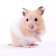 Hamster Siryo