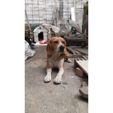 Super Cachorros Beagle  100 % Raza Pura Tricolor Legitimo