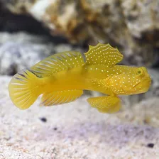 Pez Gobio Vigilante Amarillo Acuario Marino