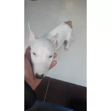 Cachorros Bull Terrier Eje Cafetero Animal Pets Colombia 