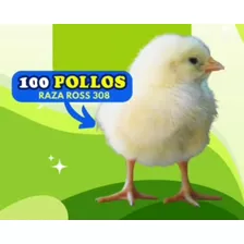 Pollitas Isa Bronw Y Pollos Ross.