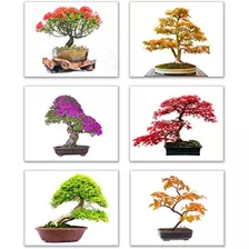 Semillas Para Bonsai - 10 Variedades De Arboles