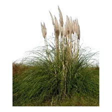 Cortadera Cortaderia Selloana Planta Nativa Pampa Grass
