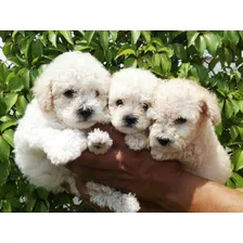 Cachorros French Poodle Minitoy Tacita De Te 