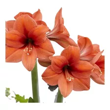 Bulbos De Flores | Amarílis - Amaryllis Laranja Vermelhado 