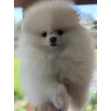 Pomerania Machito Blanco Hermoso Kcc