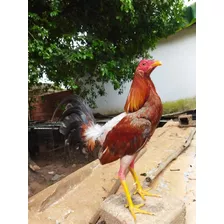 Pollos Y Gallinas Finas Para Pie De Cria