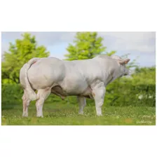 Semen Bovino Charolais - Toro Ovagneux