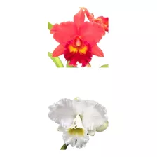 Orquídea Cattleya Vermelha E Branca Muda (3305)