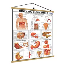 Mapa Corpo Humano Digestório Moldura Banner Poster Medicina