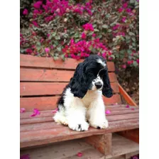 Cachorro Cocker Spaniel Americano Padres Pedigri Dorado