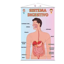Banner Pedagógico Impresso Escolar Sistema Digestívo Sil826