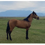 Tercera imagen para búsqueda de caballos chilenos