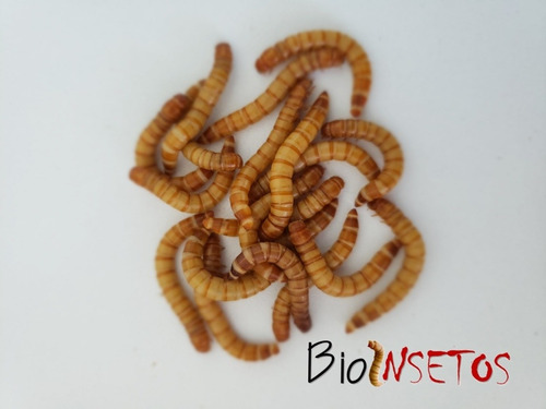 Ténebrio Molitor 500 Larvas
