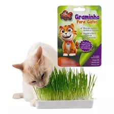 Cat Nip Catnip Erva Gato Natural Pet 50g Sucesso! Digestive