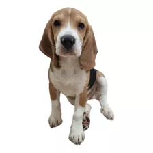 Beagle Pedigree Oro - Padrillo - ¡¡excelente Línea!!