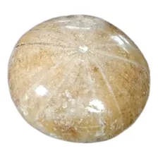 Fósil De Equinodermo Pulido Estrella De Mar 1 Pulgada