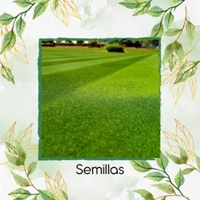 30.000 Semillas De Grama Decorativa Red Bermuda