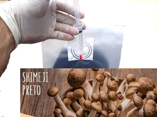Cultura/semente Liquida: Shimeji Preto, Isolada 100% Pura