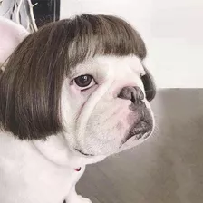 Peluca Divertida Para Perro, Gato, Gato, Con Trenzas Con Fle