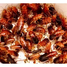 Cucaracha Red Runner Viva 100 Pzas Alimento Vivo Para Reptil