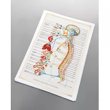 Anatomía Humana 199 Sistema Nervioso Autónomo Lámina Pósters