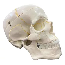 Modelo Anatômico Do Crânio Da Cabeça Humana Em 2 Partes