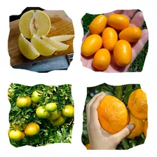 Sementes De Frutas Cítricas - Kit 4 Variedades Para Mudas %