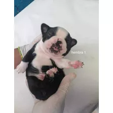 Cachorros Boston Terrier 100% Puros