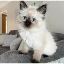 Gatitos Ragdoll Originales