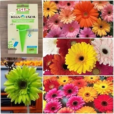 Gerberas Sortidas 100 Sementes Originais+gotejador