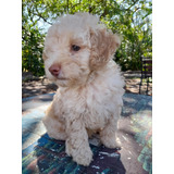 Perro French Poodle Macho Color Champagne.inf 85750022