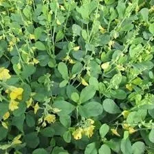 Crotalaria Spectabilis - 10kg Sementes Recupera Solo Degrado