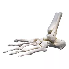 Esqueleto Pie Huesos Articulado - Ideal Para Estudio
