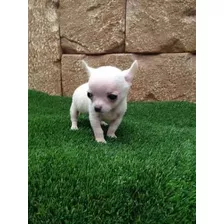 Chihuahua Blanco, Beige Opinto