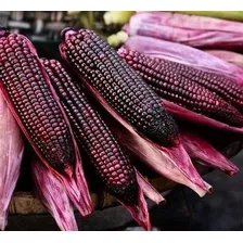 100 Semillas De Maiz Morado Elote Extra Dulce 100 Semillas