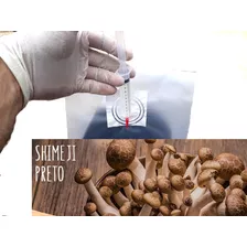 Micélio Liquido Cogumelo Shimeji Preto Induzido 50%+rápido