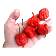 Pimenta Carolina Reaper In Natura 50 Unidades