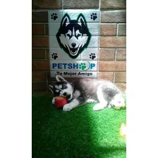 Loba Husky Siberiano Cachorra