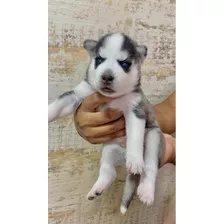 Husky Siberiano - Disponíveis