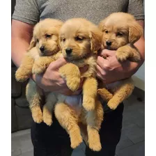 Espectaculares Cachorros Golden Retriever