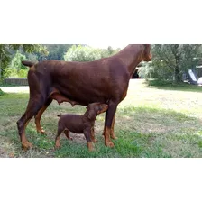 Cachorros Doberman