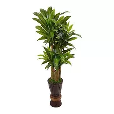 Planta Casi Natural De Dracaena De Cornstalk 5 En Verde De M