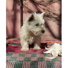 Cachorra Westie West Highland White Terrier C/ Papeles Fca