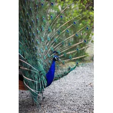 Vinilo Decorativo 50x75cm Pavo Real Animal Naturaleza M4