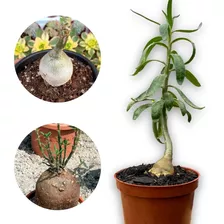 Muda Pachypodium Succulentum Linda Para Top Colecionadores 