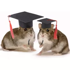 Gorra Pequeña De Hamster Doctor Para Mascotas Graduadas, Col