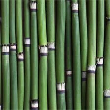 Plantas De Equisetum, Cola De Caballo.